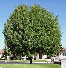 Image result for Fraxinus velutina
