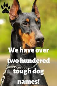 Boy Dog Names A Z Dog Names Best Guard Dogs Best Guard Dog Breeds