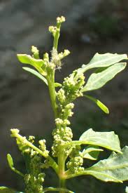 Image result for Canthium glaucum