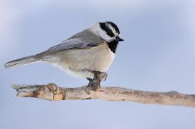 Blue Birds Of Central Oregon Mountain Birds Beat The Odds Focusing On Wildlife Chickadee Bird Bird Life List