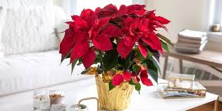 Adalah nama latin bunga mawar merah dari spesies english shrub rose 'the dark lady', merupakan bunga mawar semak belukar yang berasal dari inggris dikembangkan oleh austin dengan warna merah tua, bunganya mekar dua kali lipat, memiliki tingkat wangi sedang. 12 Tanaman Hias Berwarna Merah Mencolok Untuk Semarakkan Beranda Dan Halaman Merdeka Com