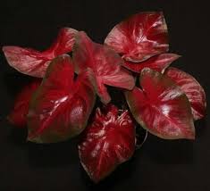 Draceana godseffiana 'florida beauty' as low as $21.99. 20 Colorful Foliage And Tropical Plants For Garden Interest Greenhouse Grower