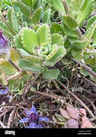 Image result for Coleus neochilus