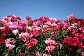 Image result for Droguetia