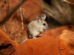 Image result for Macrothelypteris rammelooi