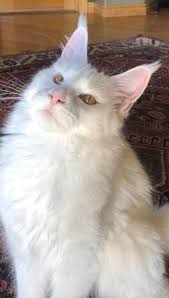 When i receive your deposit, i will place you on my waiting list for a kitten. Pin On Cats