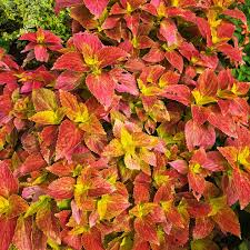 Image result for Coleus buchananii