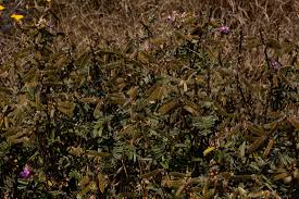 Image result for Tephrosia aequilata