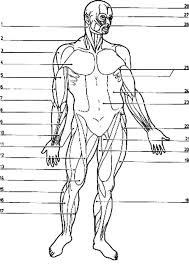 Live worksheets > english > english as a second language (esl) > colours. Muscle Anatomy Coloring Pages Anatomy Drawing Diagram