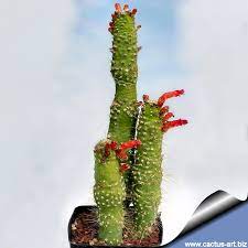 Cleistocactus strausii forma cristata (syn. Cleistocactus Jujuyensis Forma Mostruosa