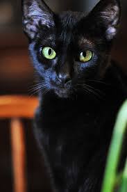 Black And White Cat With Green Eyes Your Cat Photos Group 1 Black Cat Crazy Cats White Cats