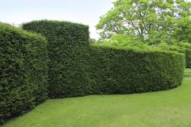 Read on to learn about the plant types that work best for privacy and how you can use them in your landscape. A List Of Fast Growing Privacy Hedges With Good Pictures Gardenerdy