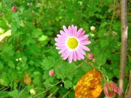 Hours may change under current circumstances Flowers For Dreams To Host Build Your Own Bouquet Event Milwaukee Wi Patch