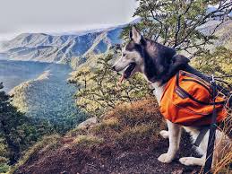 The above is meant as general information and as general policy descriptions to help you understand the different types of coverages. Tips For Mountain Travel With Your Dog Figo Pet Insurance