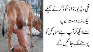 Funny Videos 2018 How To Download Latest Funny Videos In Hindi Urdu Youtube You can download videos from instagram posts and from igtv (live broadcasts).