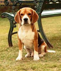 Blue Bell Beagles Home Purebred Beagle Dog Are Breeding Dog Mating All About Beagle Dog Breed Origin Behavior Train Blue Beagle Beagle Dog Breed Beagle Puppy