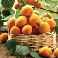 Check spelling or type a new query. Dwarf Apricot Moorpark Garden Express