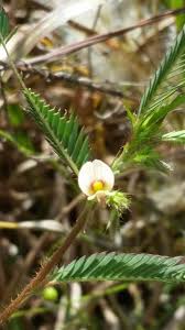 Image result for Aeschynomene americana