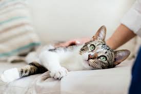 Function in the limb may be limited. What To Do If Your Cat Is Limping