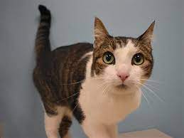 Outreach I Am Available For Adoption At The Cascade Station Petsmart On 9721 Ne Cascades Pkwy In Portland Come Meet Me Humane Society Adoption Open Adoption