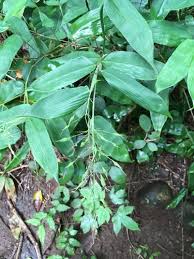 Image result for Olyra latifolia