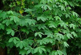 Check spelling or type a new query. Awas Inilah Tanaman Pembunuh Yang Tumbuh Di Indonesia Tipsiana