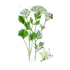 Image result for Pimpinella