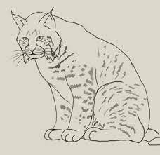 Get the ears and curve down to the neck and chest. How To Draw Lynx Drawing And Digital Painting Tutorials Online