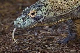 Our Komodo Dragon Sonny Komodo Dragon San Diego Zoo Zoo Animals
