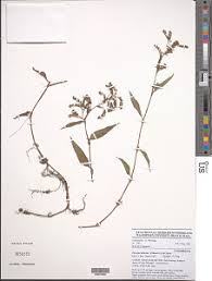 Image result for Floscopa glomerata
