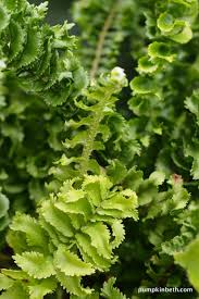 Image result for Nephrolepis