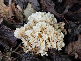 Image result for Sium repandum