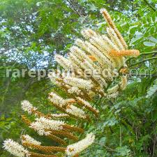 Image result for Polystachya maculata