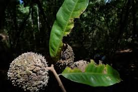 Image result for Droguetia