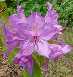 All state flowers of india. List Of Indian State Flowers Wikipedia