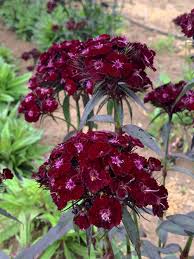 Image result for Dianthus