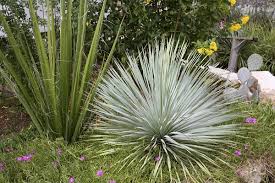 You don't need a greenhouse that is expensive to heat in order to grow them. 25 Cold Hardy Tropical Plants To Create A Tropical Garden In Cold Climate