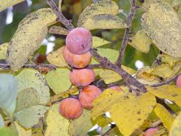 Image result for Diospyros squarrosa