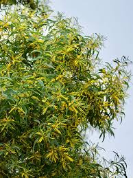 Image result for Acacia auriculiformis