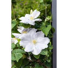 Die clematis 'miss bateman' (waldrebe) ist eine echte erscheinung. Clematis Hybride Miss Bateman Pflanzen Fur Dich De 5 95