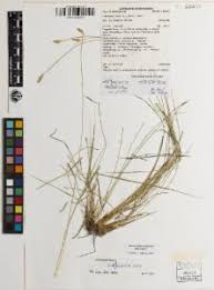 Image result for Abildgaardia ovata