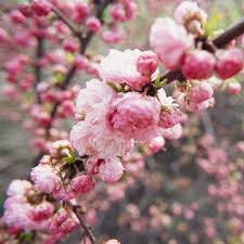 The giant crape myrtle is a large flowering tree but smaller varieties are available as well. Flowering Almond Will Light Up Your Yard With Bright Pink Double Blossoms In Spring Flowering Trees Pink Flowering Trees Trees To Plant