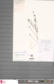 Image result for Buchnera leptostachya