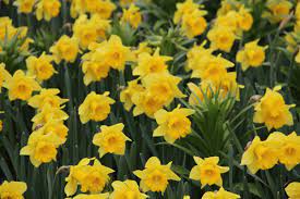 Check spelling or type a new query. Versand Gratis Osterglocke Rijnvelds Early Sensation Lubera De