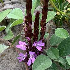 Image result for Striga gesnerioides