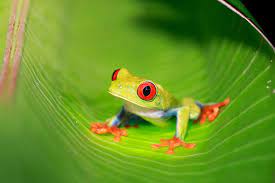 Red Eyed Tree Frog National Geographic