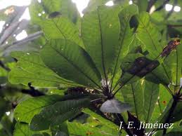 Image result for Pouteria pseudoracemosa