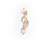 Oddfellows Medical Skeleton-Torso and Skull (0914 ...