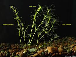 Image result for Najas