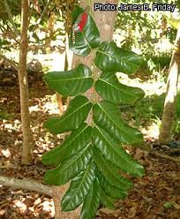 Image result for Khaya grandifoliola